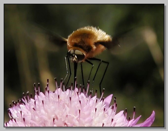 Bombylius e fiore